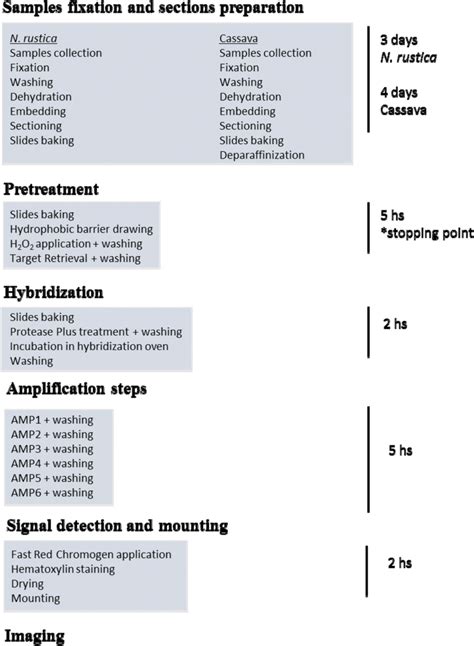 Overview of the RNAscope® protocol for CBSV ISH in N. rustica and... | Download Scientific Diagram