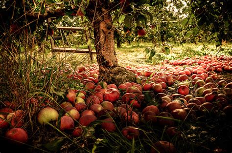 Apple Orchard - Autumn Photo (35580383) - Fanpop