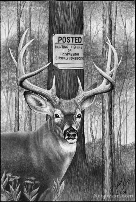 Whitetail Deer Pencil Drawings Click for bigger photo Hunting Drawings, Hunting Tattoos ...