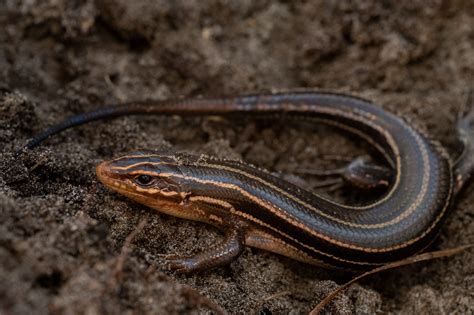 Common Five-lined Skink | South Carolina Partners in Amphibian and Reptile Conservation