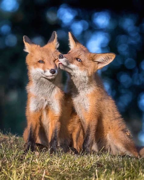 Hermosas fotografías de animales silvestres por Ossi... - Frogx Three