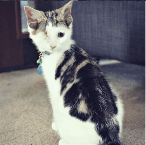 Meet Frankenkitten: An Adorable Cat With Four Ears And One Eye - Cattitude Daily