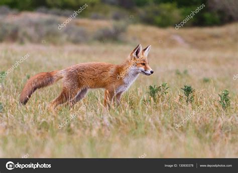 Wild red fox cub Stock Photo by ©pimleijen 130930378