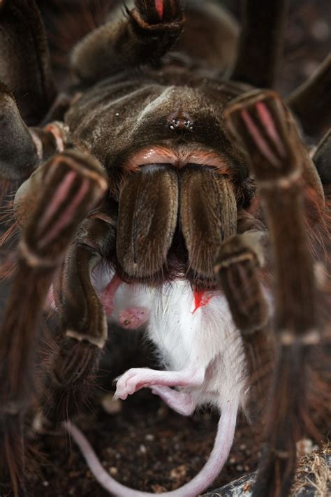 Goliath Bird-eating Spider Theraphosa blondi - Photorator