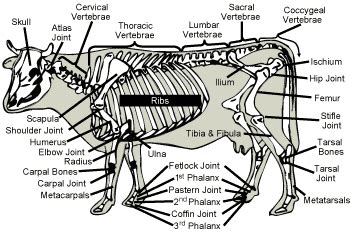 Livestock - Dairy Cattle - Skeletal | Animal & Food Sciences