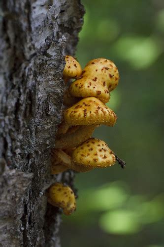 Michigan Mushroom Season is here … join a public hunt to know what’s edible! | Michigan in Pictures