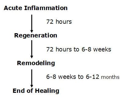 Soft Tissue Injury and Repair