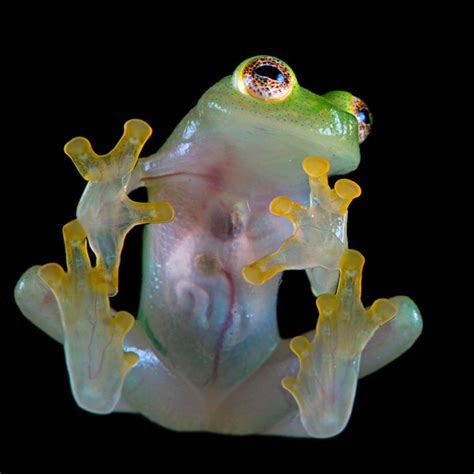 Northern Glass Frog Facts and Pictures