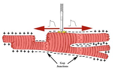 Conduction System Tutorial