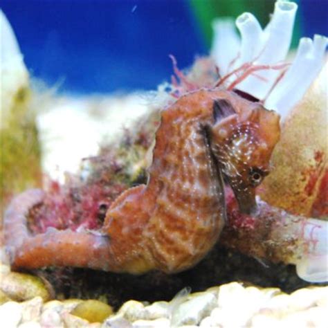 Seahorse breeding programme - Anglesey Sea Zoo