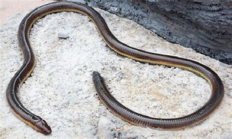 Caecilian - San Francisco Zoo & Gardens