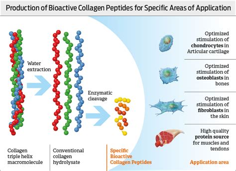 Effects – Bioactive Collagen Peptides