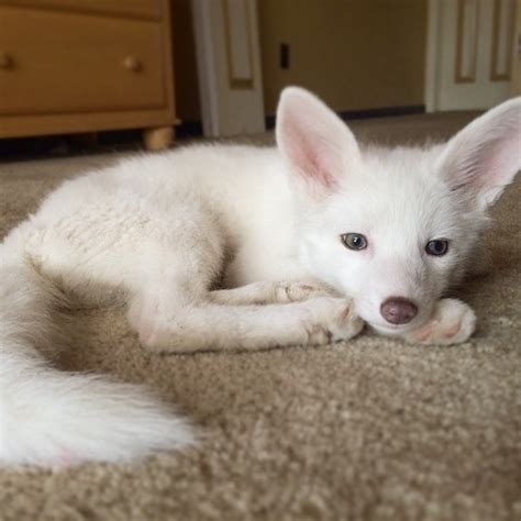 The Internet’s Cutest Snow-White Fox Is Growing Up | Bored Panda