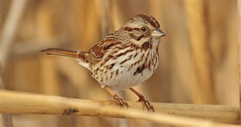 Photos and Videos for Song Sparrow, All About Birds, Cornell Lab of Ornithology