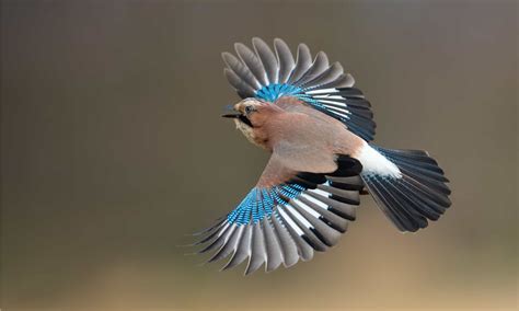 Blue Jay Bird Flying