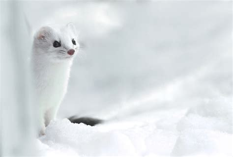 Surviving Winter In The Arctic: Animal Adaptations