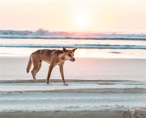 Dingo-Proof Fence Guide for K'gari (Fraser Island) - Fraser-Tours.com