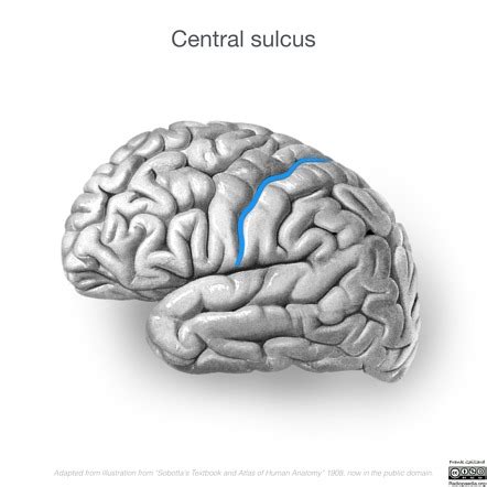 Central sulcus | Radiology Reference Article | Radiopaedia.org