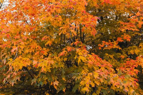 10 Maple Trees for Best Fall Color