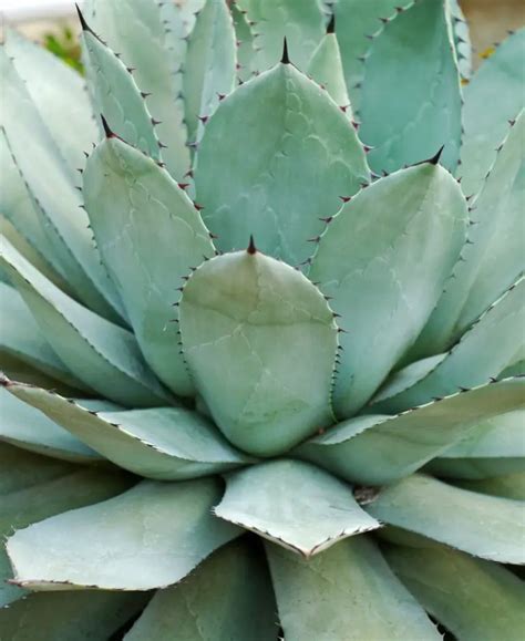 28 Best Agave Types and Varieties for Your Collection - GrowingVale