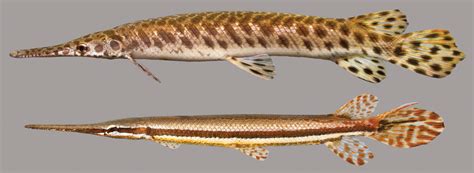 Spotted Gar – Discover Fishes