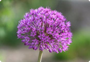 Allium 'Purple Sensation' - Diane's Flower Seeds