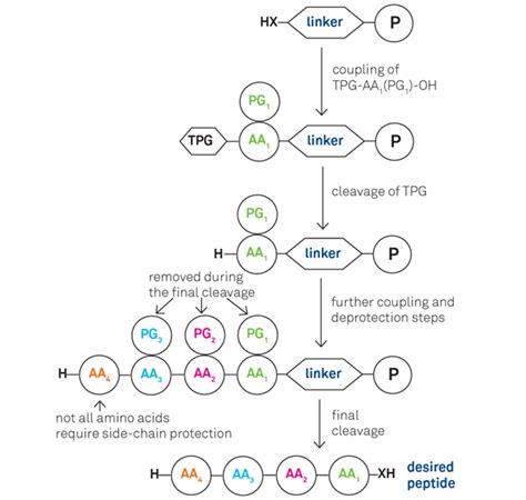 Solid Peptide Synthesis