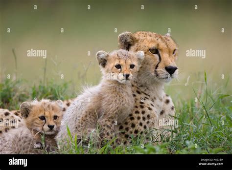 Cheetah (Acinonyx jubatus) mother and eight to nine week old cubs, Maasai Mara Reserve, Kenya ...