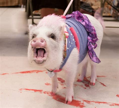 What Is An American Mini Pig?