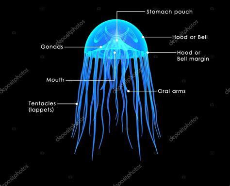 Jelly fish diagram | JellyFish, medusa diagram — Stock Photo ...