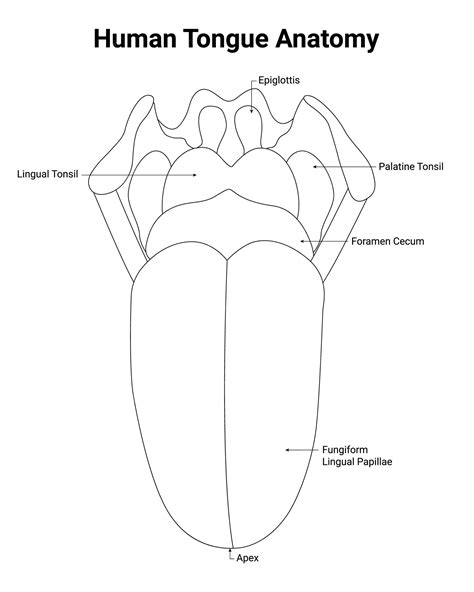 Premium Vector | Human tongue anatomy epiglottis lingual tonsil palatine tonsil foramen cecum ...