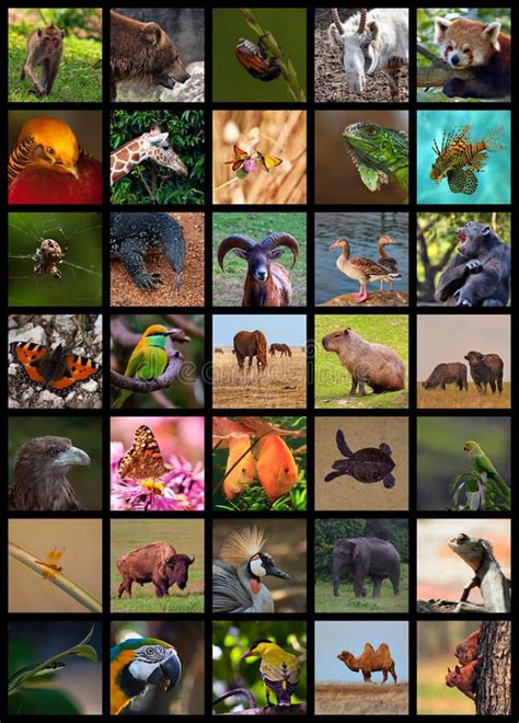 Animals Collage stock photo. Image of collages, montage - 36395366 | Most beautiful animals ...