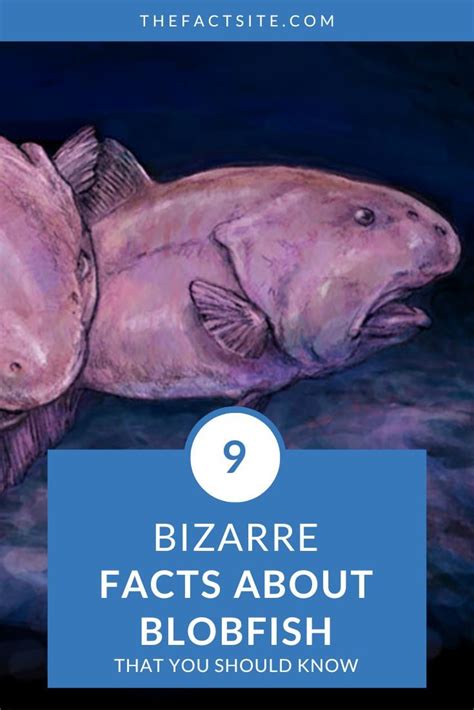 9 Bizarre Facts About Blobfish That You Should Know - The Fact Site