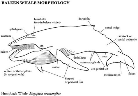 Baleen Whales - World's Largest Creature, Filter-Feeders | Animal Pictures and Facts | FactZoo.com