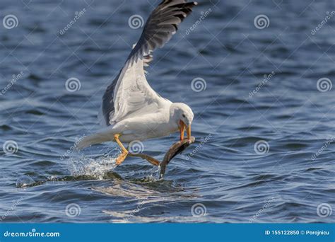 Seagull Eating Dead Fish Stock Photography | CartoonDealer.com #34261574