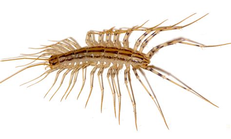 Real Monstrosities: House Centipede