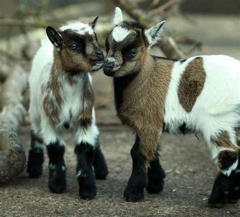 Pygmy Goat Twin Picture | Baby Animal Images | Live Science