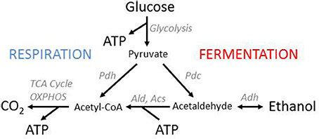 Yeast Fermentation