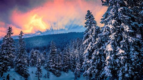 nature, Forest, Trees, Snow, Winter, Sunset Wallpapers HD / Desktop and Mobile Backgrounds