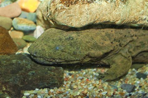 ? what do you know about hellbenders - عالم المعرفة