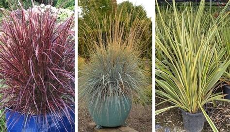 6 Great Ornamental Grasses to Grow in Containers