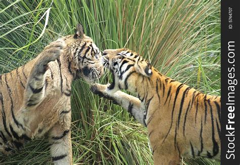 Tigers Fighting - Free Stock Images & Photos - 5744707 | StockFreeImages.com