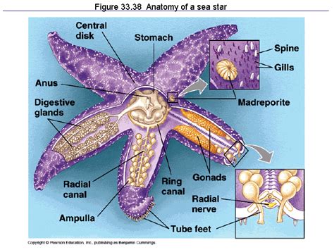 Figure 33.38 Anatomy of a sea star