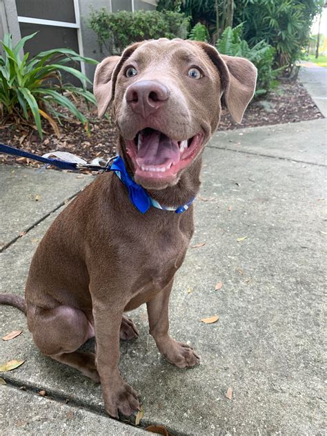 my Weimaraner and Lab mix : r/weimaraner