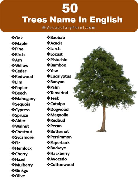 List of Tree Names - Vocabulary Point