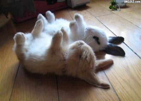 Bunnies Sleeping - Bunny Rabbits Photo (19638180) - Fanpop