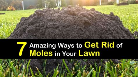 7 Amazing Ways to Get Rid of Moles in Your Lawn