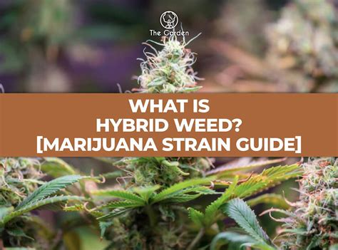 What is Hybrid Weed? [Marijuana Strain Guide]