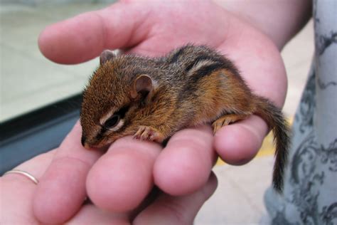 The Mews News: Chipmunk Baby