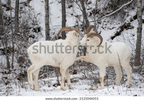 Two Playful Male Dall Sheep Horns Stock Photo 2125046051 | Shutterstock